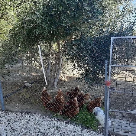 Happy Glamping Cy Villa Agios Theodoros Exteriör bild