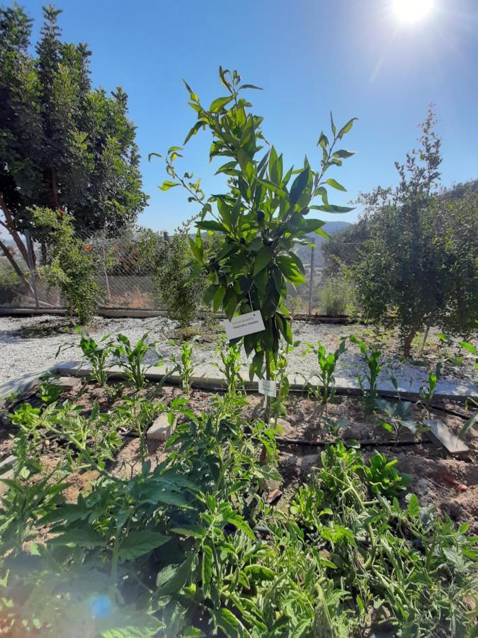 Happy Glamping Cy Villa Agios Theodoros Exteriör bild